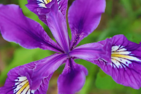 Botanical Shot Beautiful Flowers — Stock Photo, Image