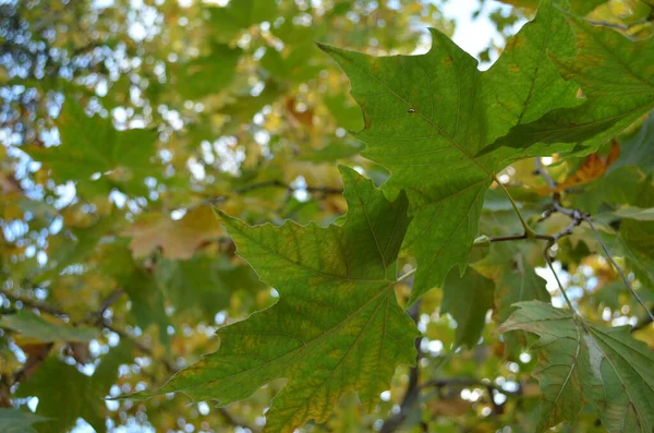 Grüne Blätter Wald — Stockfoto