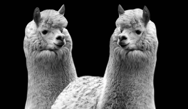 Dois Lamas Pequenos Bonitos — Fotografia de Stock