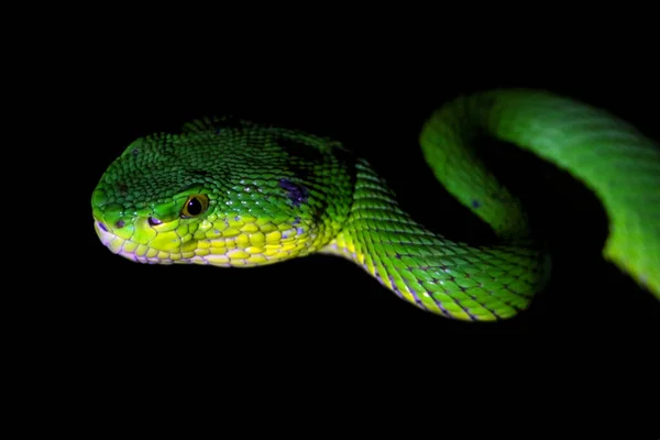 黒い背景の緑のヘビ — ストック写真