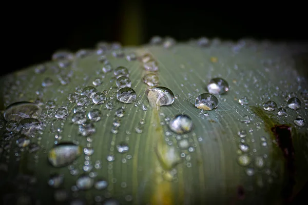 Капли Воды Листе — стоковое фото