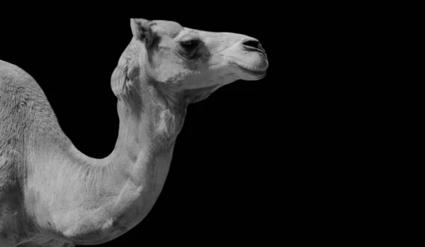 Κλείσιμο Μιας Λευκής Καμήλας — Φωτογραφία Αρχείου