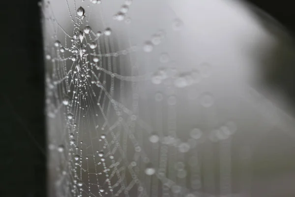 Spider Web Dew Drops Window — Stock Photo, Image