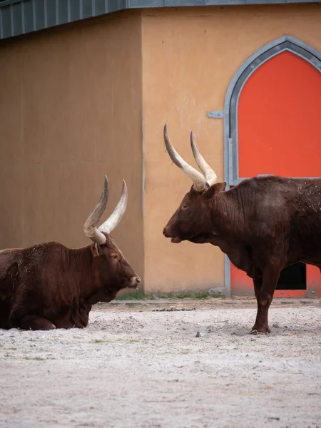 Bull Praça Touros — Fotografia de Stock