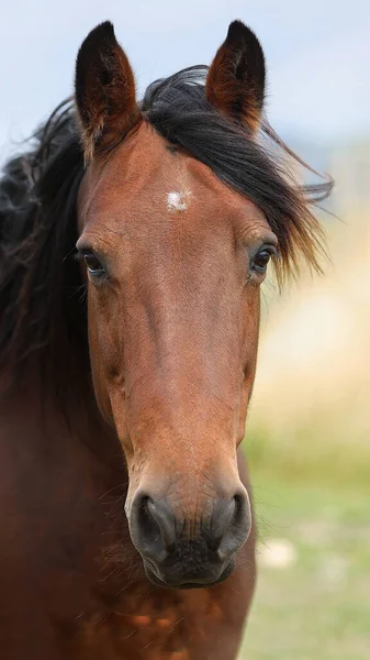 Ritratto Bel Cavallo Bruno — Foto Stock