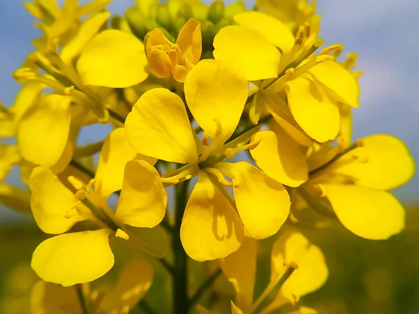 Botanisk Skott Vackra Blommor — Stockfoto