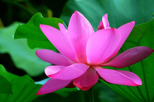 Lotusblume Garten — Stockfoto