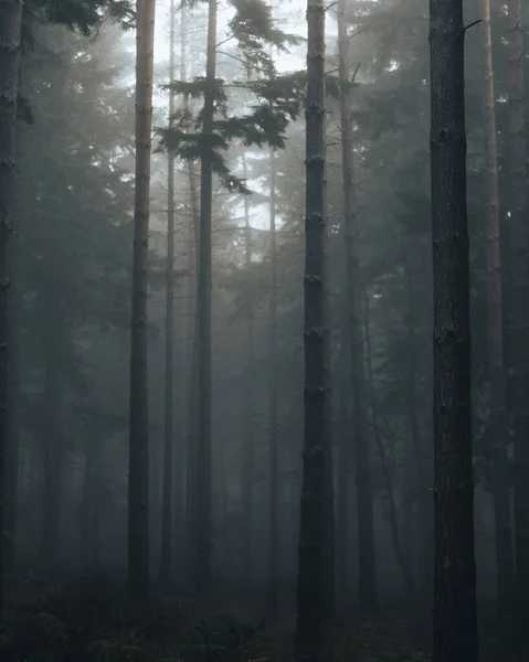 Foresta Nebbiosa Nella Nebbia Del Mattino — Foto Stock