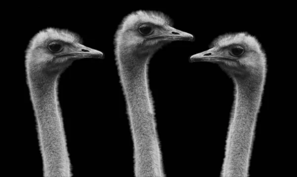 Bonito Pássaros Fundo Preto — Fotografia de Stock