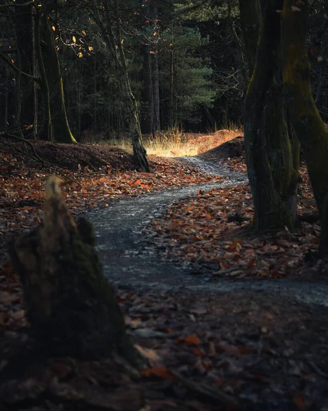 紅葉の秋の森 — ストック写真