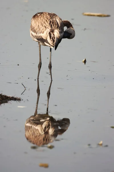 Gros Plan Bel Oiseau Dans Eau — Photo