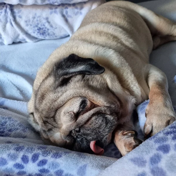Симпатичная Собака Мопс Лежащая Кровати — стоковое фото