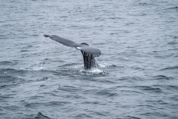 Dolphin Sea — Stock Photo, Image