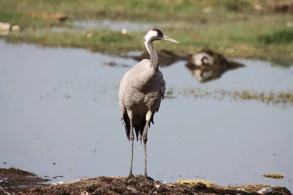 Grote Berouw Het Water — Stockfoto