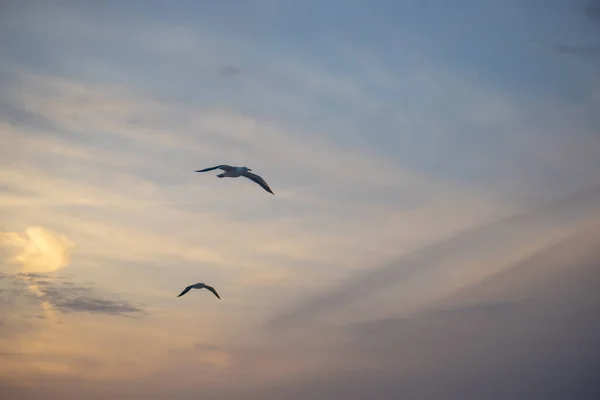 Meeuwen Die Lucht Vliegen — Stockfoto