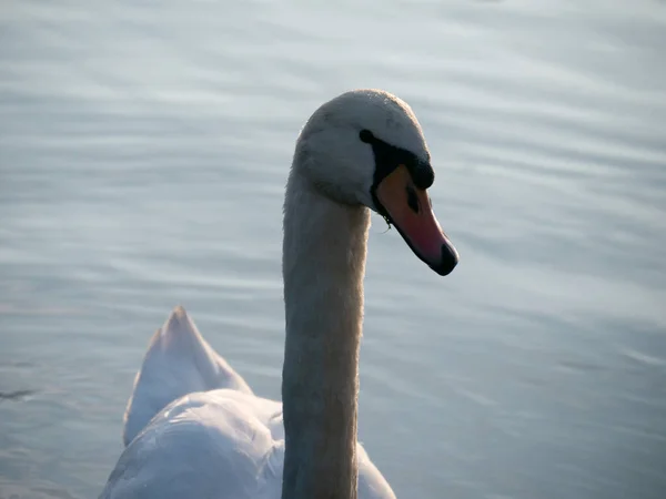 湖の美しい白鳥 — ストック写真