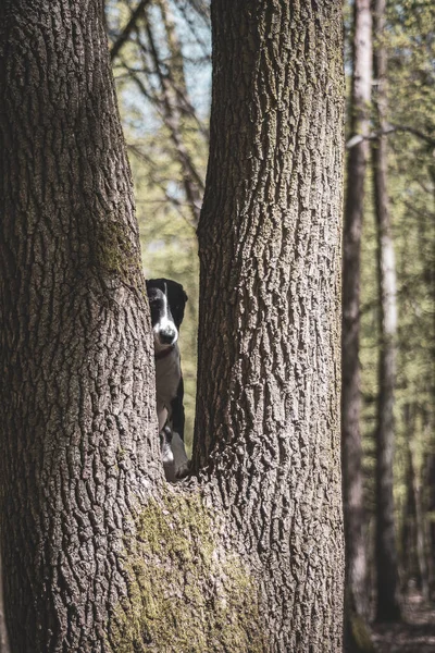 Een Verticaal Schot Van Een Jong Hert Een Bos — Stockfoto