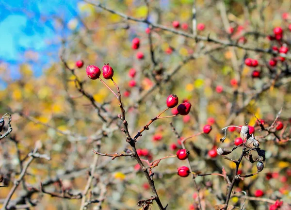 Rote Beeren Auf Einem Ast — Stockfoto