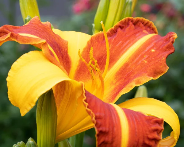 Krásná Žlutá Květina Zahradě — Stock fotografie