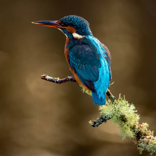 View Small Bird Sitting Branch — Stock Photo, Image