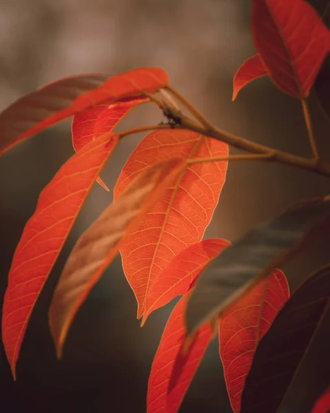 Podzimní Listy Podzimní Flóra — Stock fotografie