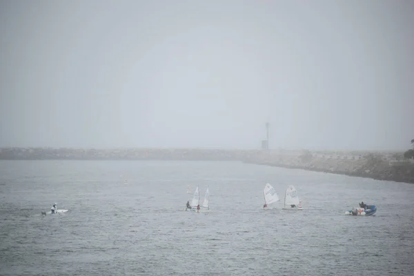 White Swans Water — Stock Photo, Image
