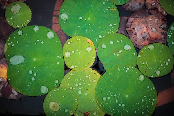 Zielone Liście Flora Liście — Zdjęcie stockowe