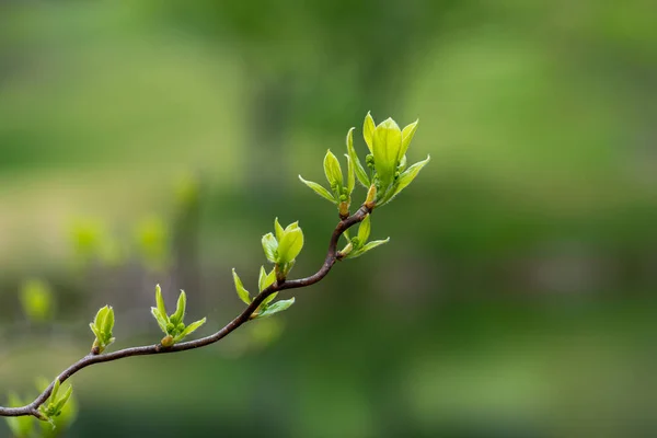 Πράσινα Φύλλα Κλαδί Δέντρου — Φωτογραφία Αρχείου