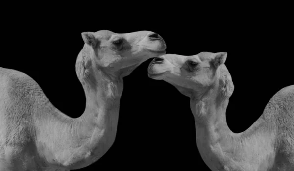 Svart Och Vit Bild Kamel — Stockfoto
