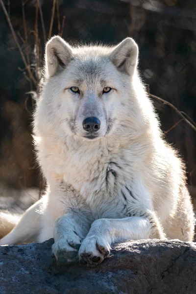 若い狼の肖像 — ストック写真