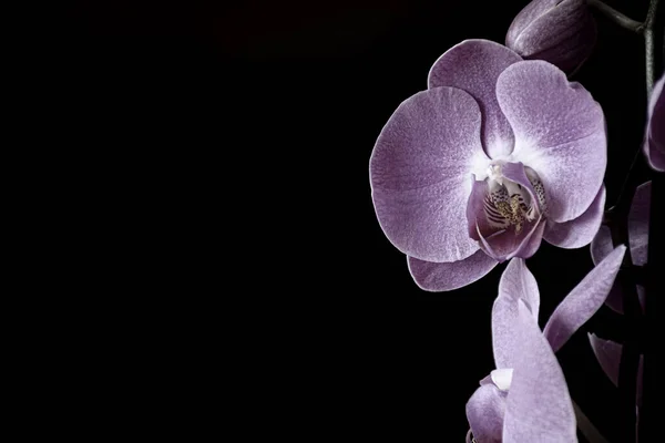 Roze Orchidee Zwarte Achtergrond — Stockfoto