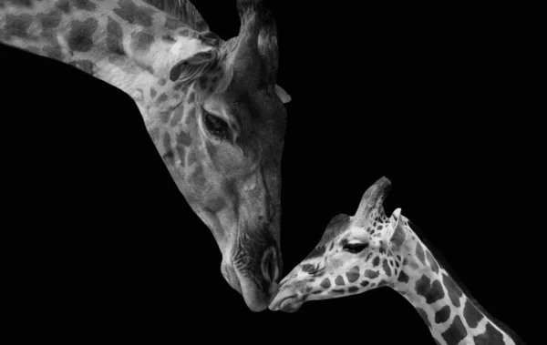 Головы Жирафа Черном Фоне — стоковое фото