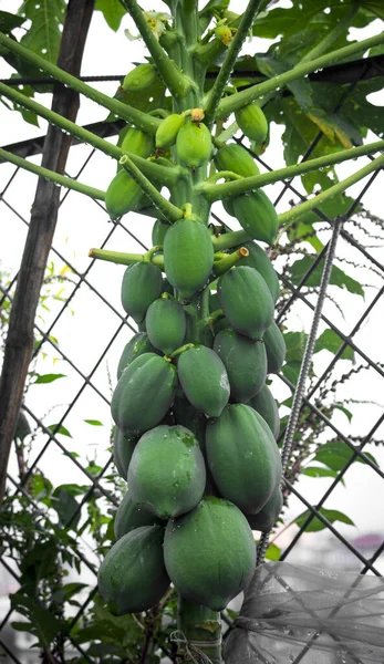 Papaia Verde Che Cresce Giardino — Foto Stock