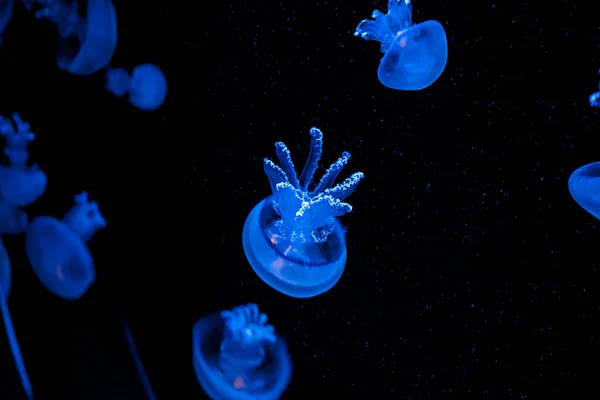 Jellyfish Aquarium — Stock Photo, Image