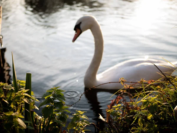 Beautiful White Swan Lake — Stock Photo, Image