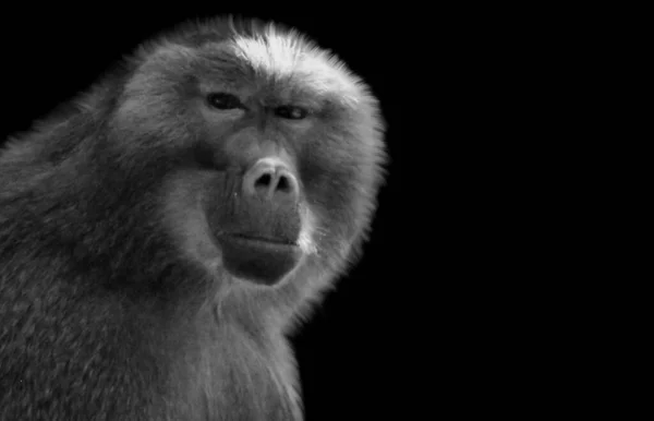 Gros Plan Macaque — Photo