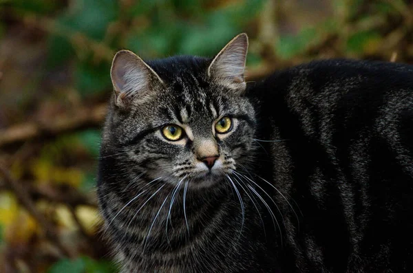 Porträt Einer Süßen Katze — Stockfoto