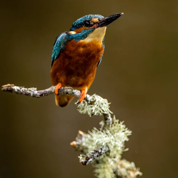 Oiseau Sur Une Branche Arbre — Photo