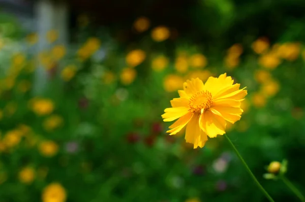 Gelbe Blumen Garten — Stockfoto
