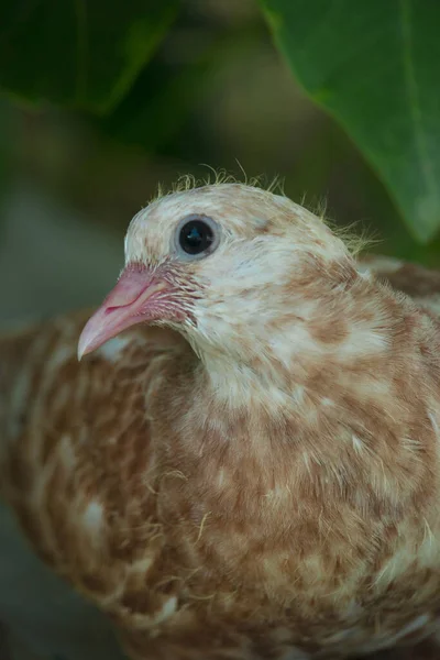 Primo Piano Pollo Bianco — Foto Stock