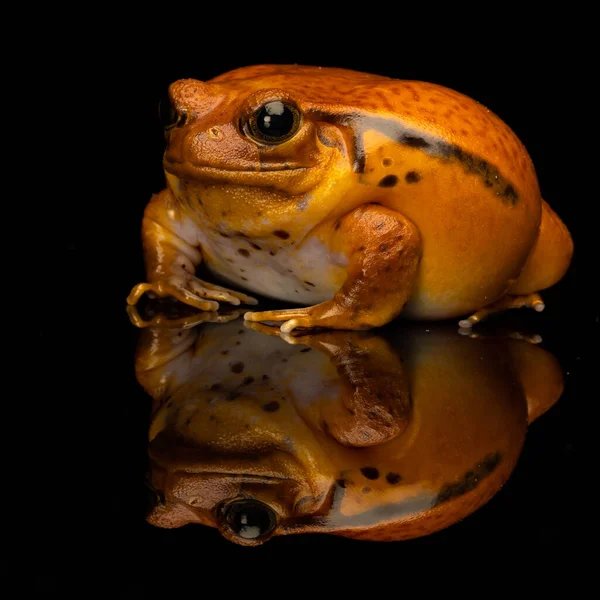 一只青蛙在黑色背景上的特写照片 — 图库照片
