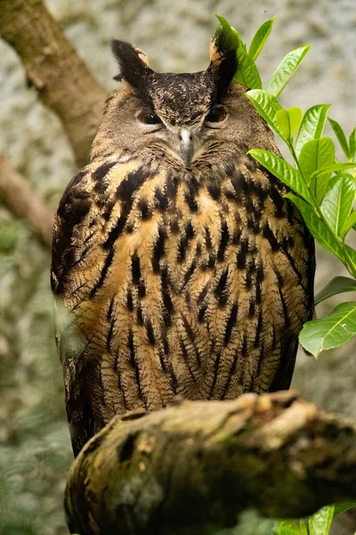 Chouette Dans Forêt — Photo