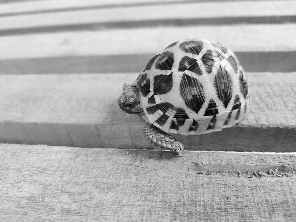 Primer Plano Una Tortuga Blanca Negra —  Fotos de Stock