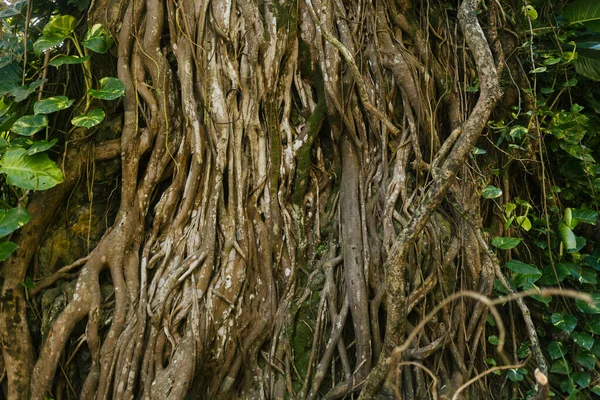 Mousse Verte Dans Forêt — Photo