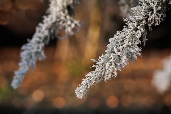Krásný Zimní Les Příroda Pozadí — Stock fotografie