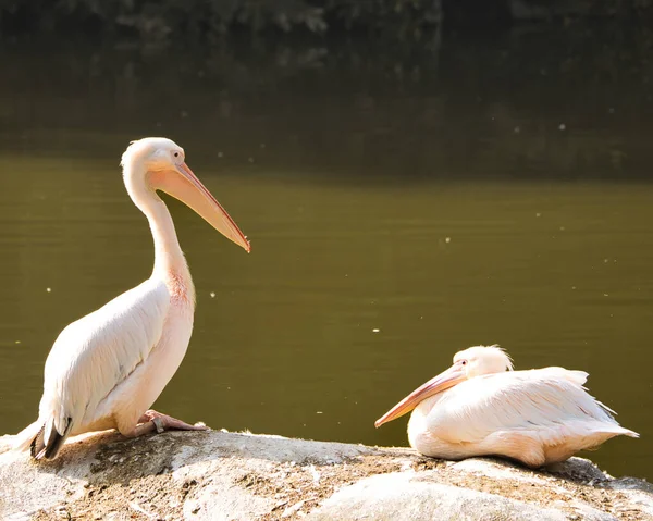 Пелікани Воді — стокове фото