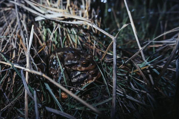 Крупный План Мёртвой Лягушки Лесу — стоковое фото