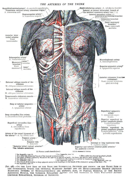 Vektor Illustration Kvinna — Stockfoto