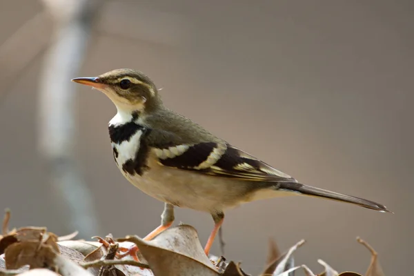 Aussichtsreiche Aussicht Auf Schöne Vögel Der Natur — Stockfoto