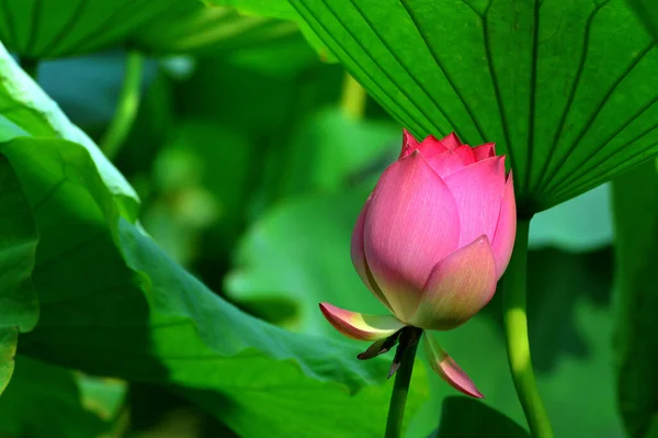 Plan Botanique Belles Fleurs — Photo